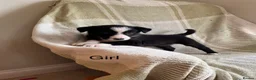 Border Collie dogs for sale: KC/ISDS Registered Beautiful Border Collie Pups - Advert 14