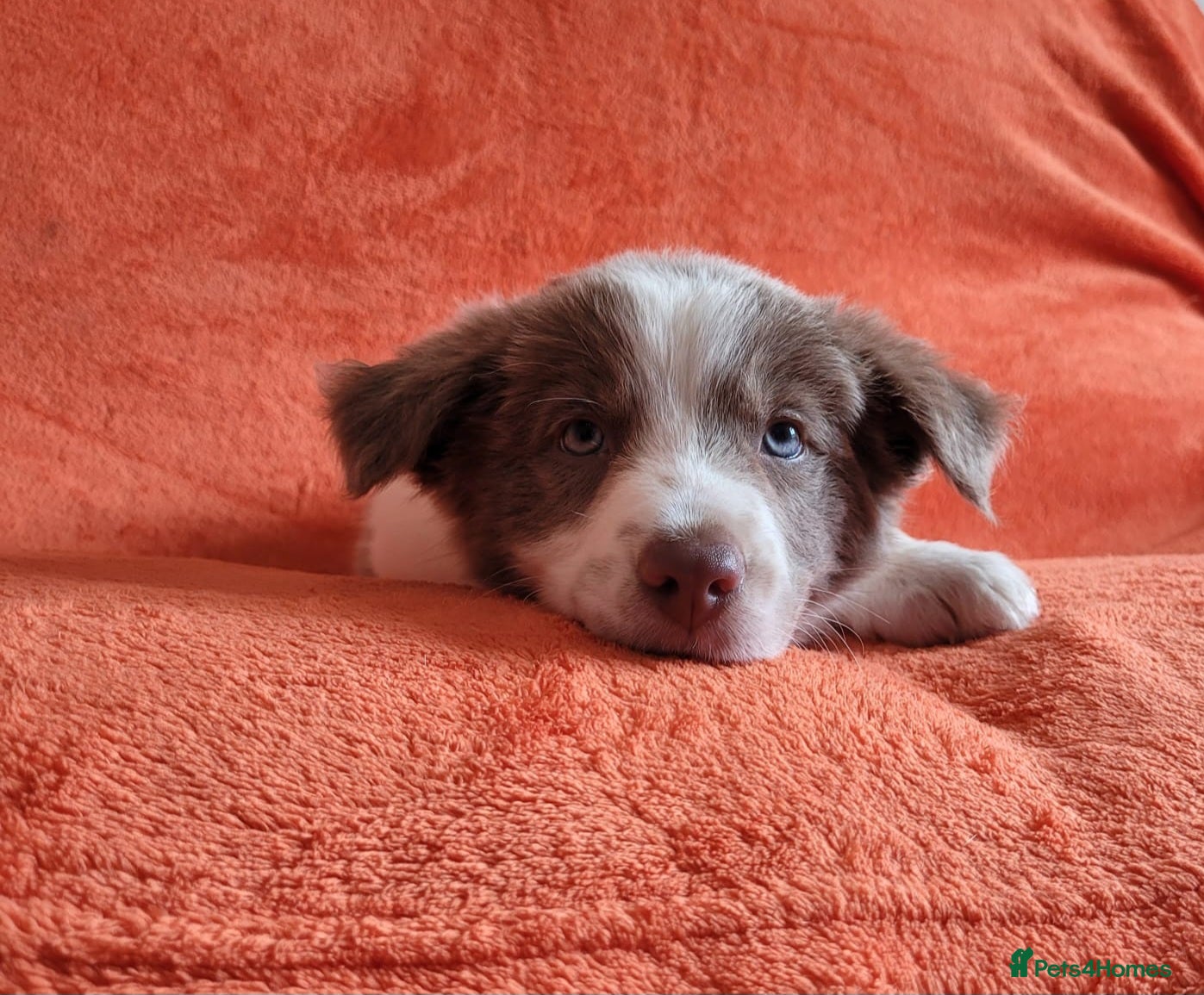 Border Collie dogs 1 Lilac Rough Coated Border Collie Girl - Advert 8
