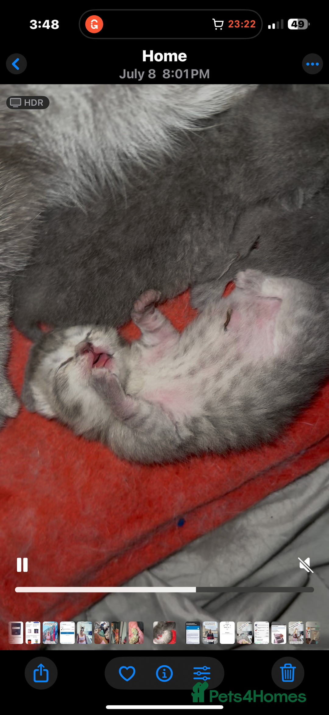 British Shorthair cats for sale: Beautiful British blue shorthairs  in Sowerby Bridge - Image 2