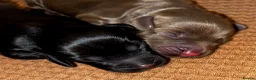 Cocker Spaniel dogs for sale: 3 Cocker Spaniel Puppies for sale - Advert 4