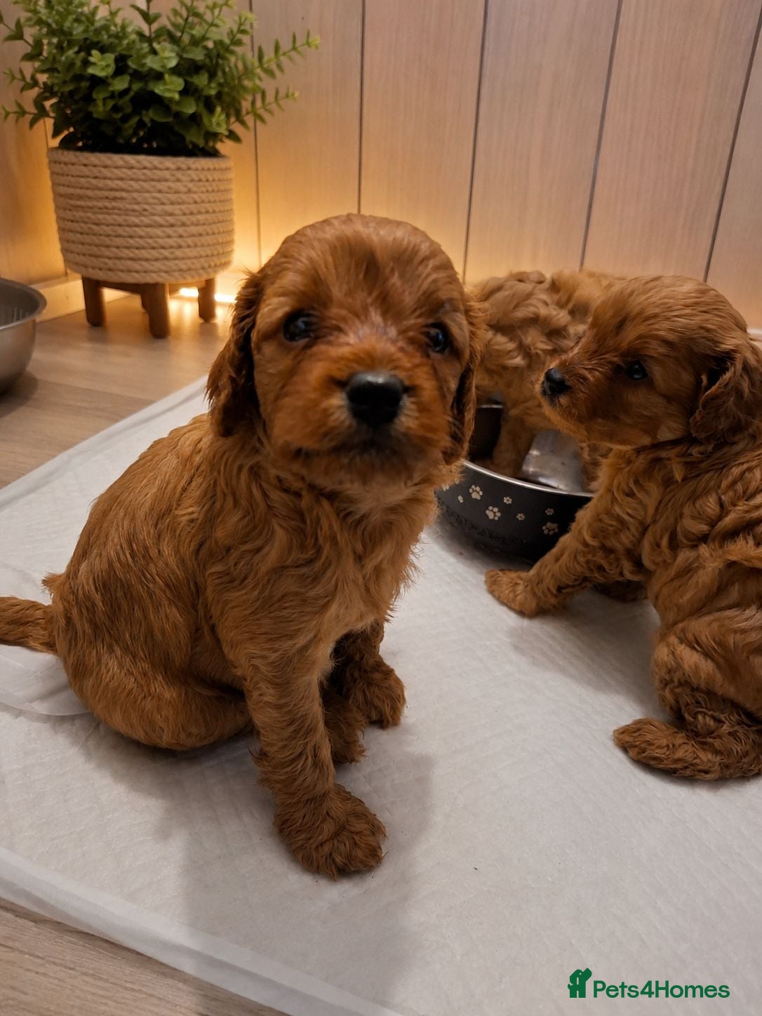 Cavapoo dogs Beautiful F1 Cavapoo Boys Available 🐶❤️ apricot - Advert 2