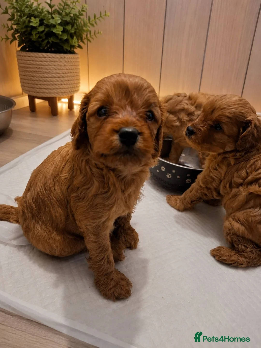 Cavapoo dogs for sale: Beautiful F1 Cavapoo Boys Available 🐶❤️ apricot - Advert 2