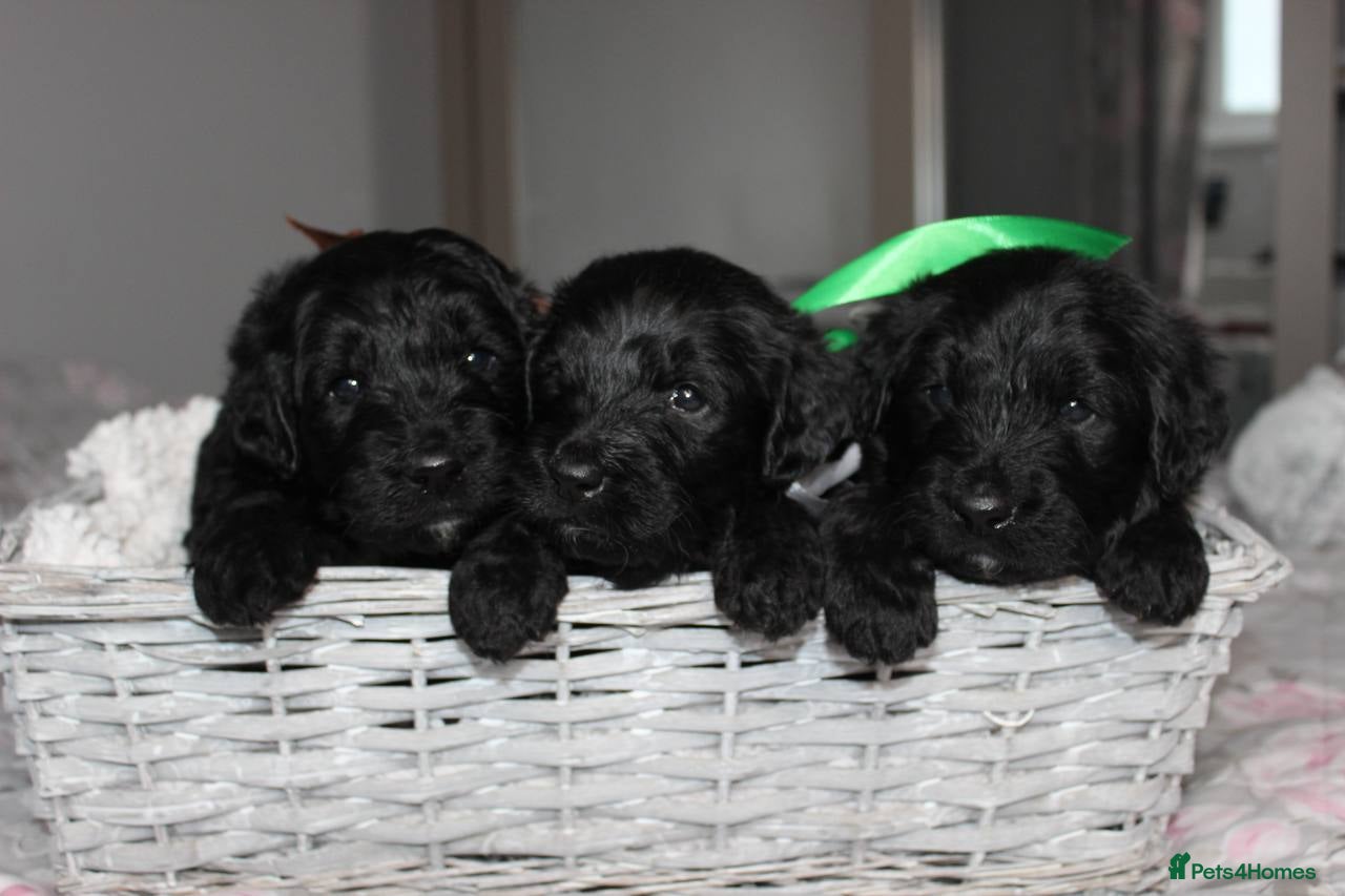 Goldendoodle dogs F1 Goldendoodle black Puppies - Advert 3