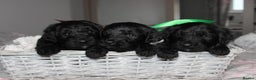 Goldendoodle dogs for sale: F1 Goldendoodle black Puppies - Advert 1