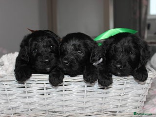 Goldendoodle dogs F1 Goldendoodle black Puppies - Advert 12