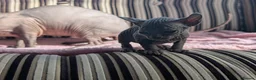 Sphynx cats for sale: Ready for reservation  - Advert 30
