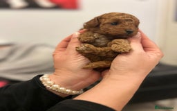 Toy Poodle dogs for sale: Tiny Asian Toy Poodle girl  - Image 5