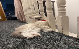 Ragdoll cats for sale: 🐾 Beautiful Blue Point Ragdoll Kittens 🐾 - Image 9