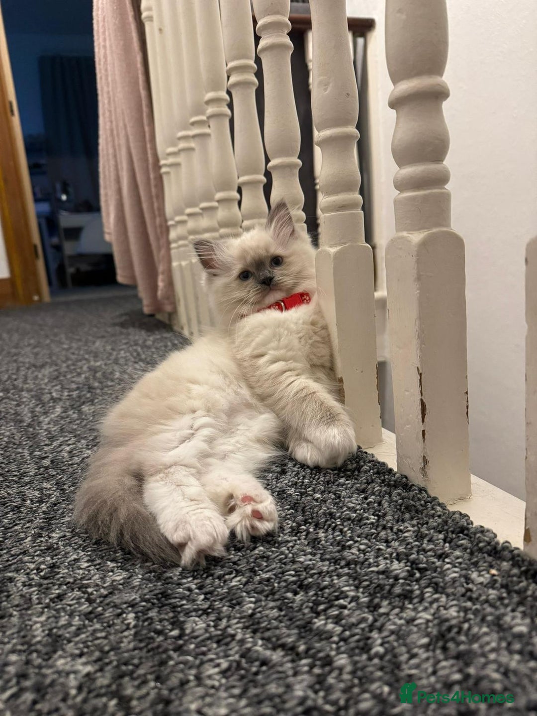 Ragdoll cats for sale: 🐾 Beautiful Blue Point Ragdoll Kittens 🐾 - Image 9