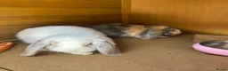 Mini Lop rabbits for sale: 1 male 1 female mini lop - Advert 2