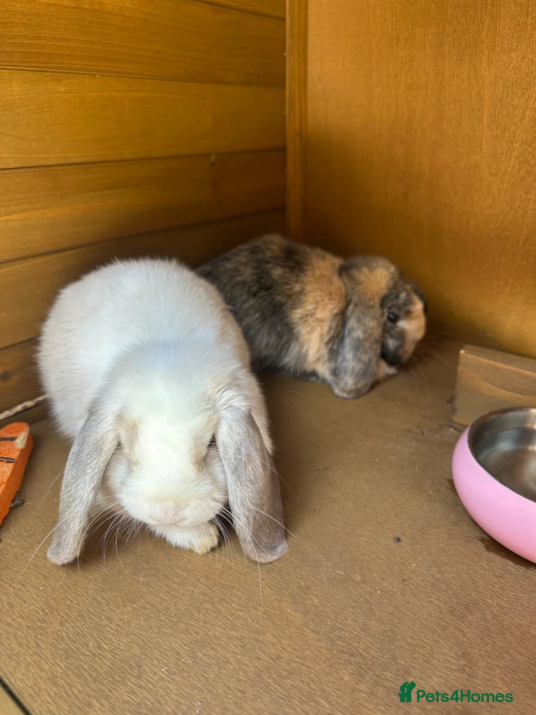 Mini Lop rabbits for sale: 1 male 1 female mini lop - Advert 2
