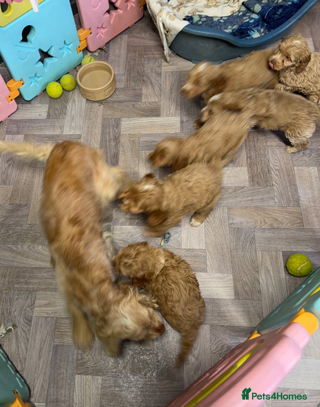Cockapoo dogs for sale: Gorgeous F1 Cockapoo puppies! - Advert 10