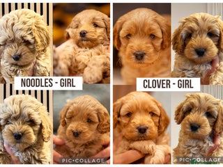 Cockapoo dogs - Advert 23
