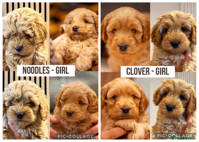 Cockapoo dogs - Advert 1