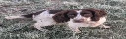 English Springer Spaniel dogs for sale: Pedigree English Springer Spaniel Pups KC Reg - Advert 16