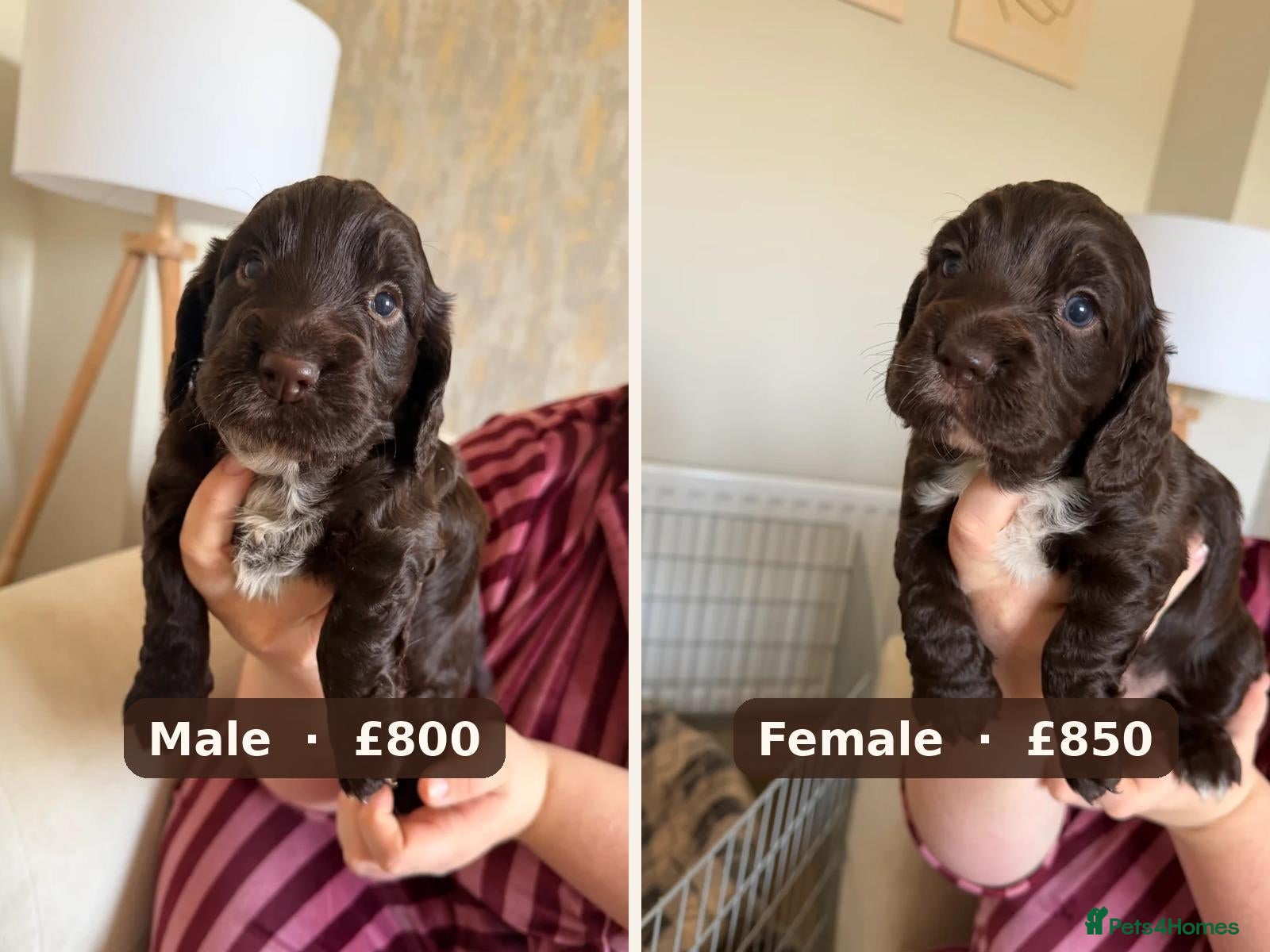 Cocker Spaniel dogs Cocker Spaniel Puppies – 1 Boy & 1 Girl Left - Advert 1
