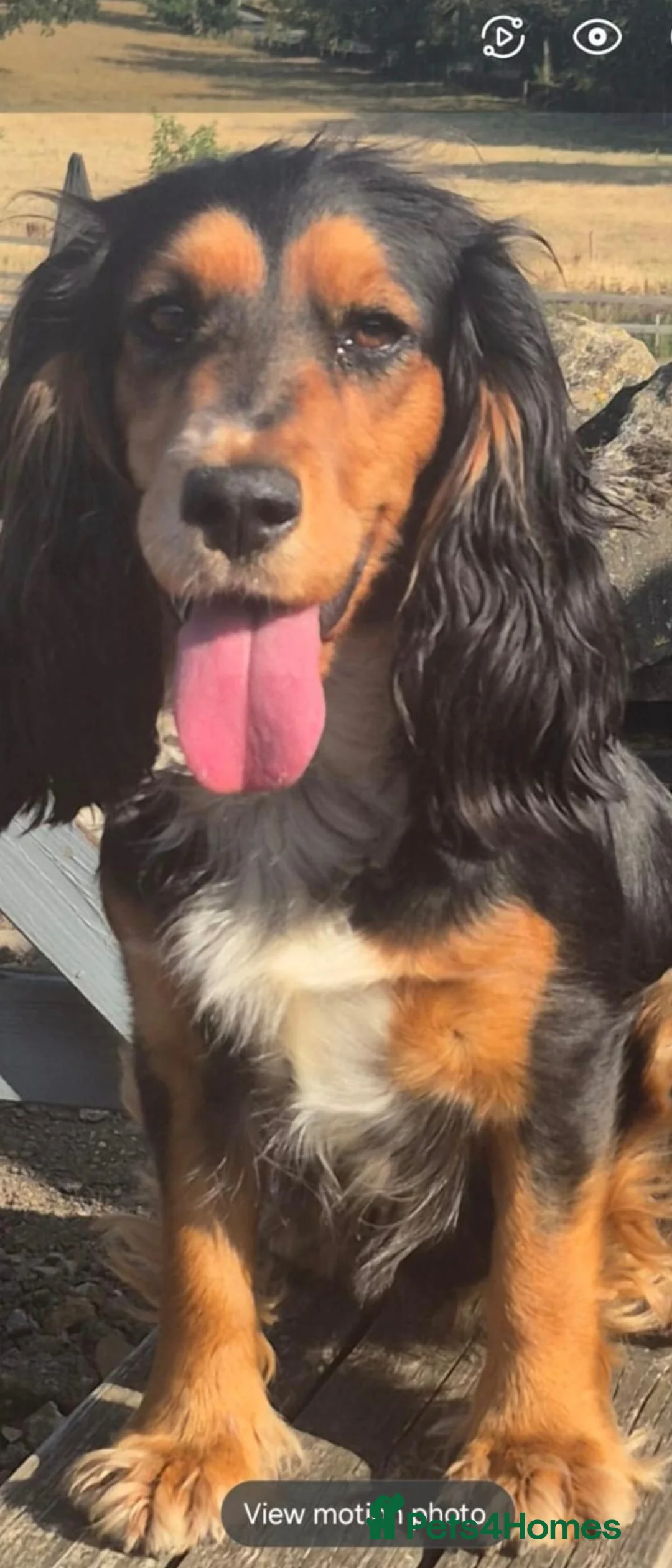 Cocker Spaniel dogs for sale: KC REGISTERED WORKING COCKER SPANIEL PUPPIES  - Advert 11