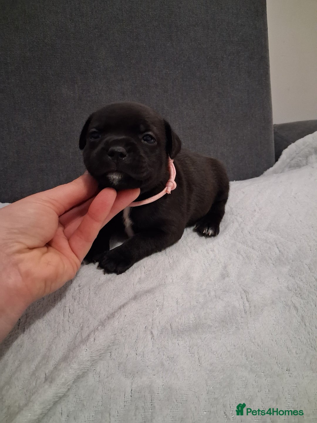 Staffordshire Bull Terrier dogs for sale: Show quality Staffordshire Bull Terrier - Advert 11