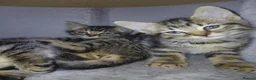 Mixed Breed cats for sale: 5 Beautiful kittens for sale - Advert 10