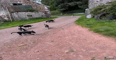 Border Collie dogs - Advert 2