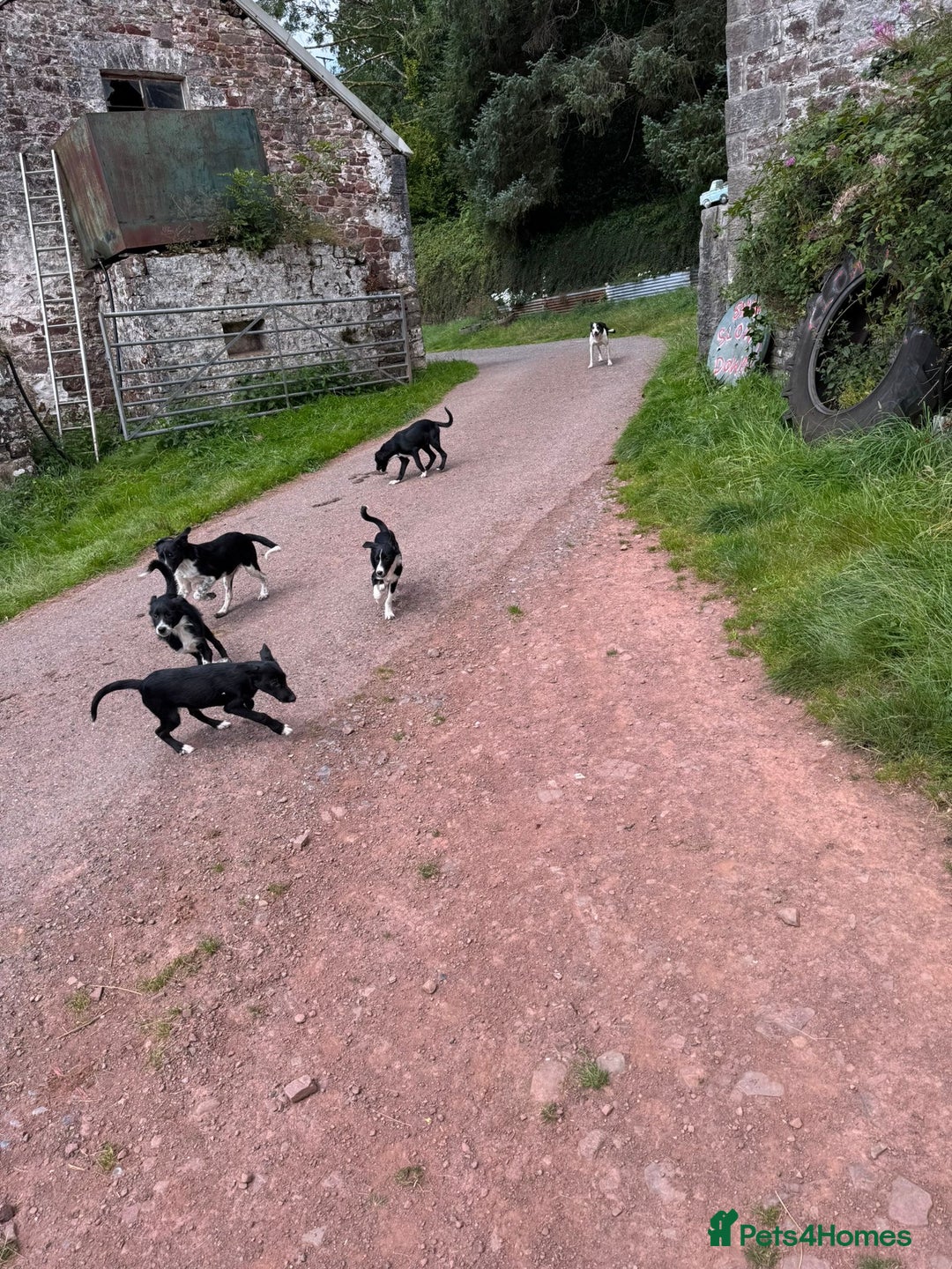 Border Collie dogs for sale: Collie  - Image 3