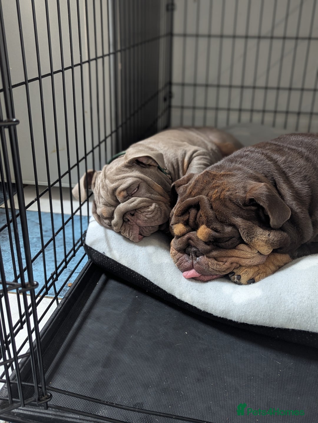 English Bulldog dogs for sale: English bulldog  - Image 15