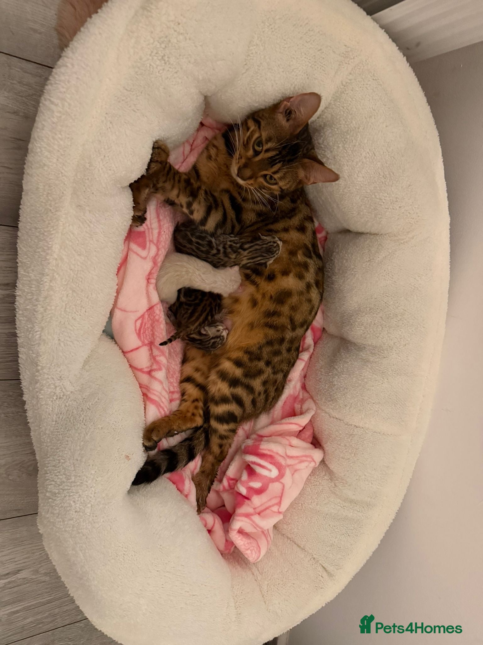Bengal cats ✨ Exceptional Pure TICA Reg Bengal Kittens ✨  - Advert 15