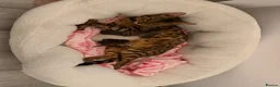 Bengal cats for sale: ✨ Exceptional Pure TICA Reg Bengal Kittens ✨  - Advert 1