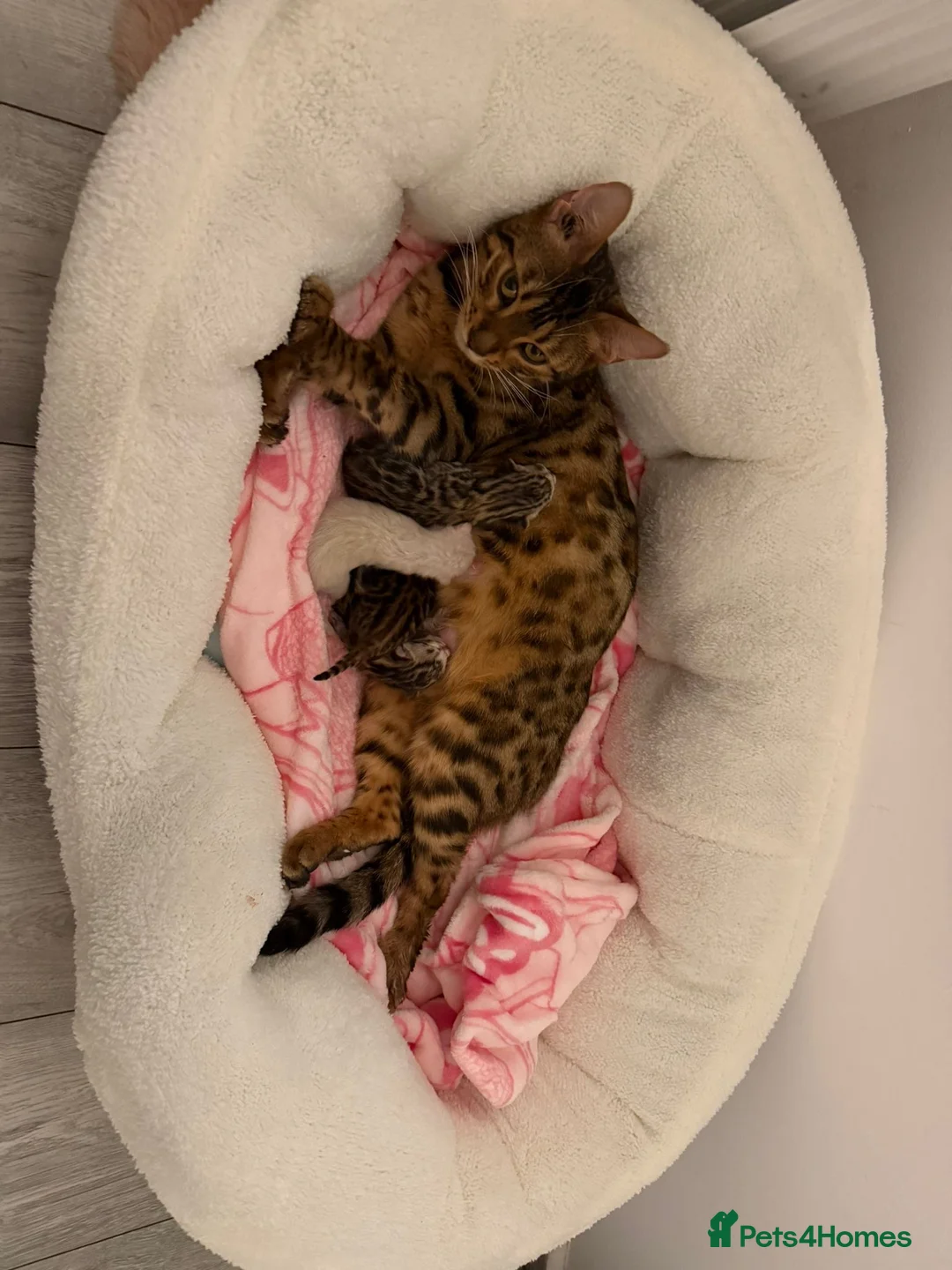 Bengal cats for sale: ✨ Exceptional Pure TICA Reg Bengal Kittens ✨  - Advert 1