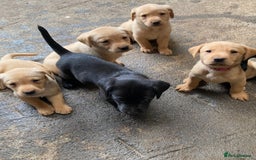 Labrador Retriever dogs for sale: Fox red Labrador puppies  - Image 2