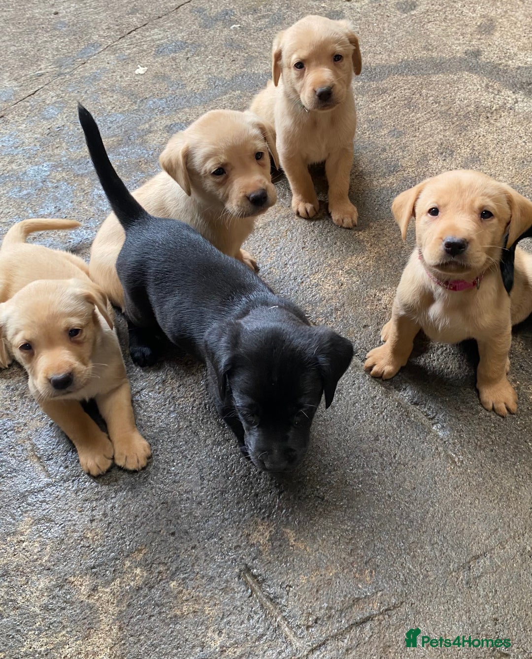 Labrador Retriever dogs for sale: Fox red Labrador puppies  - Image 2