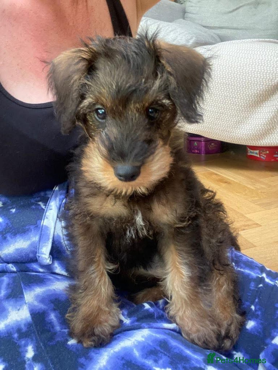Mixed Breed dogs for sale: OUTSTANDING TOY SCHNOODLES DNA 🧬 CLEAR! - Image 3