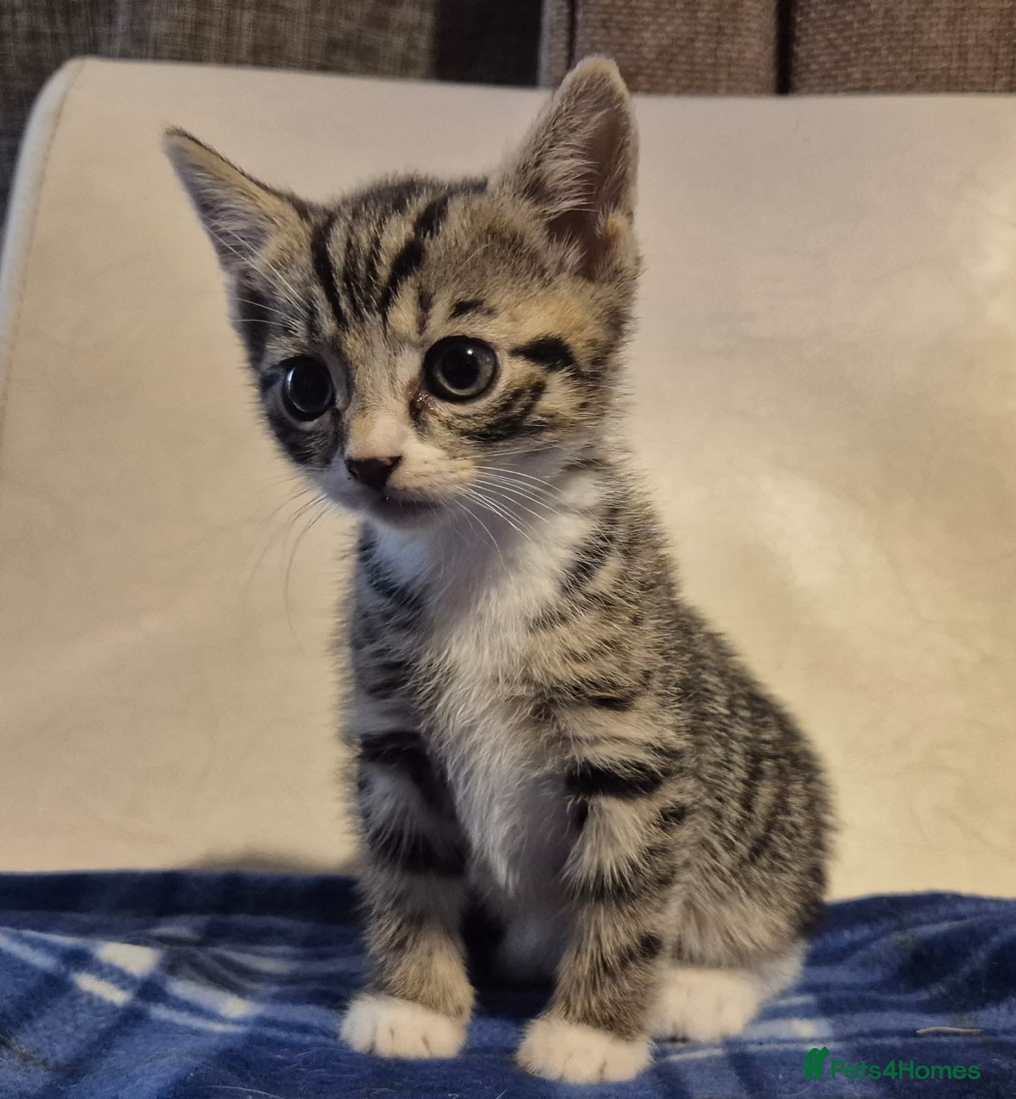 Mixed Breed cats 5 kittens left 8 weeks old  - Advert 10