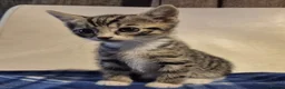 Mixed Breed cats for sale: 5 kittens left 8 weeks old  - Advert 4