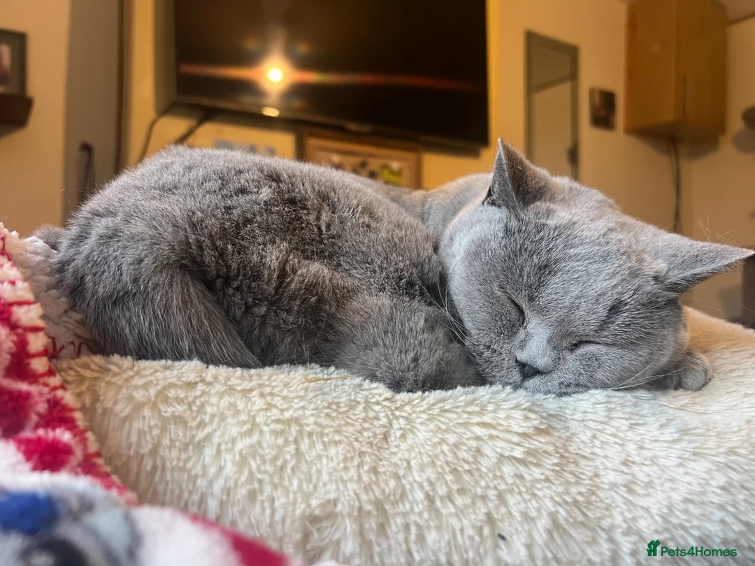 British Shorthair cats for sale: Two gorgeous super friendly cats  - Advert 1
