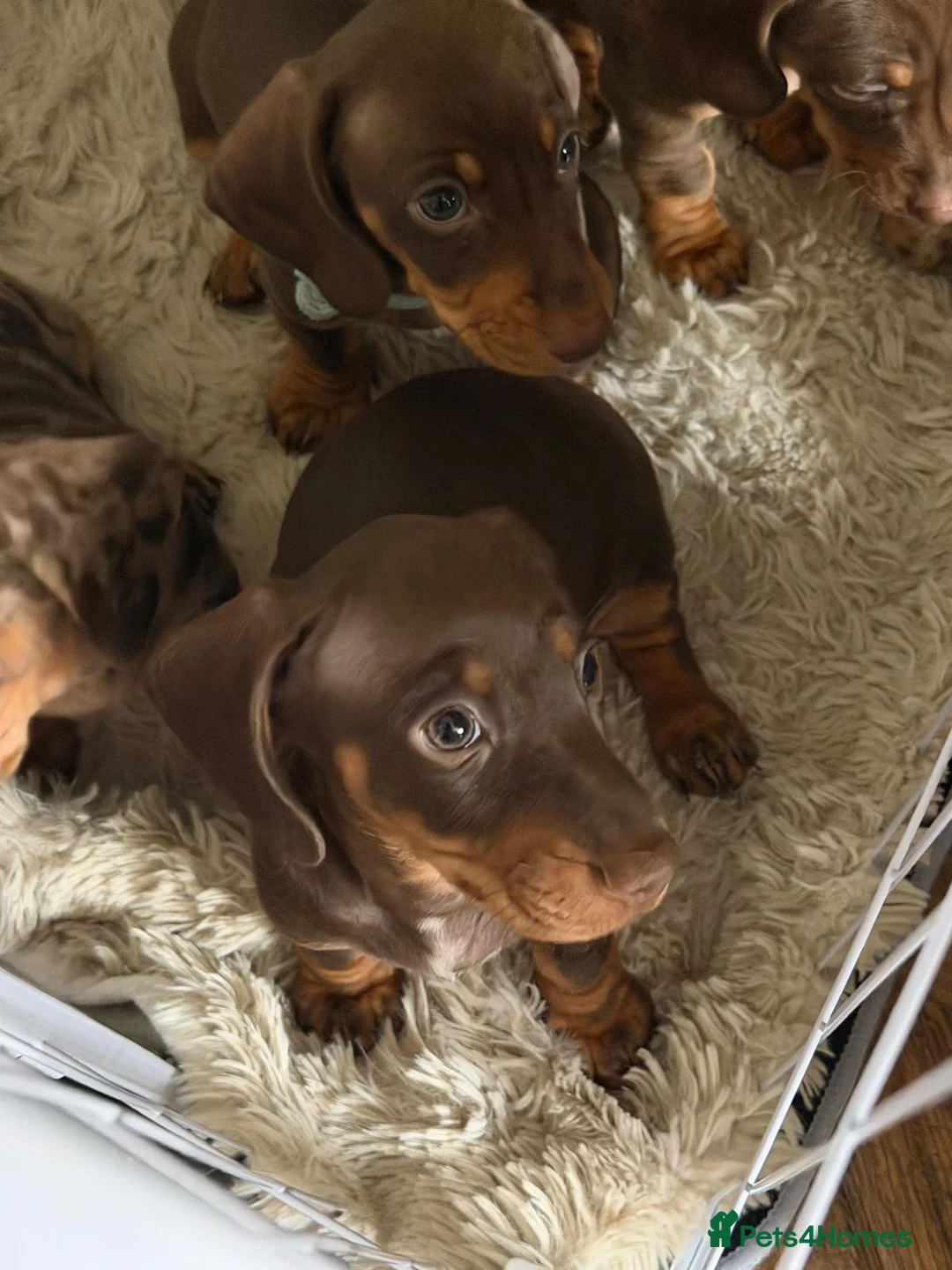 Dachshund dogs for sale: Last 2 puppies - Advert 2