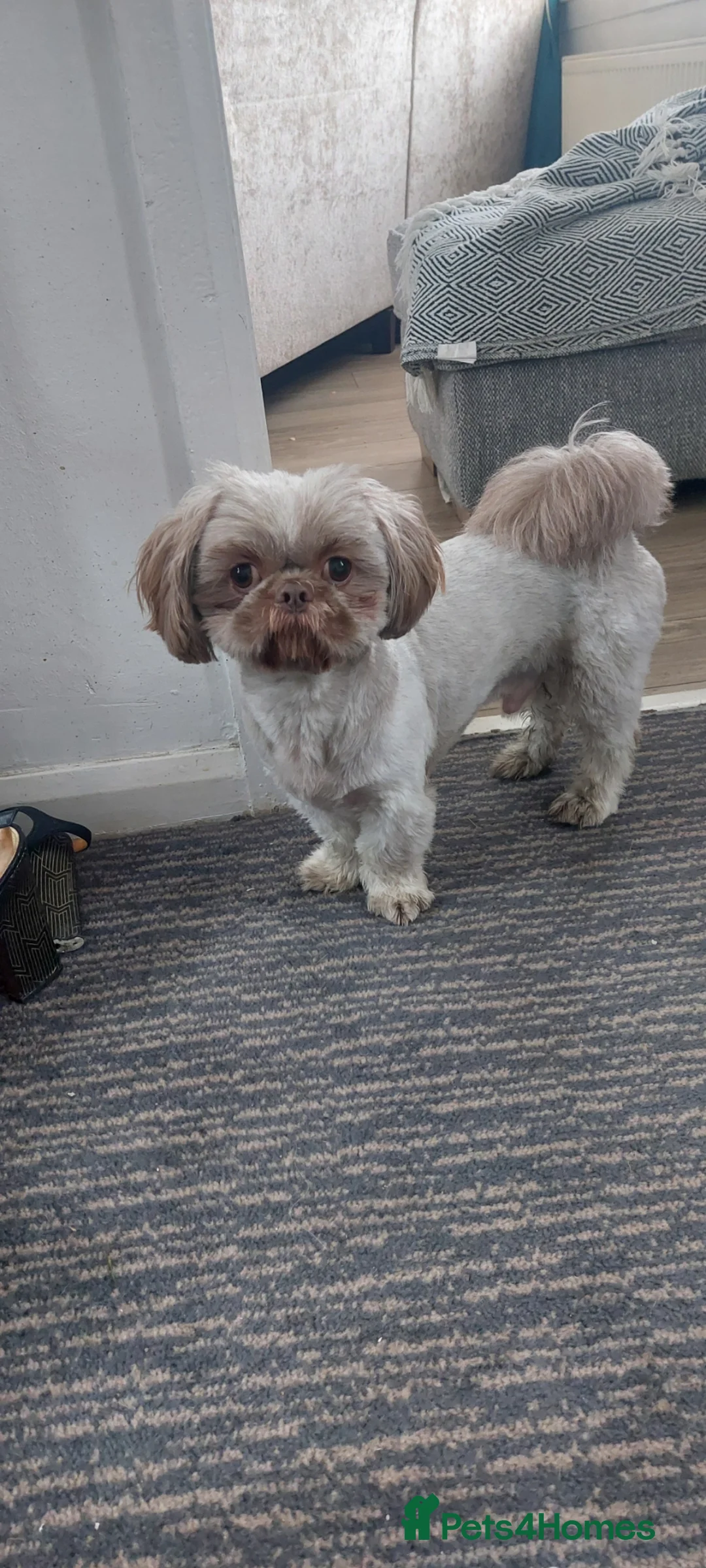 Shih Tzu dogs for stud: Imperial shitz for stud - Advert 2