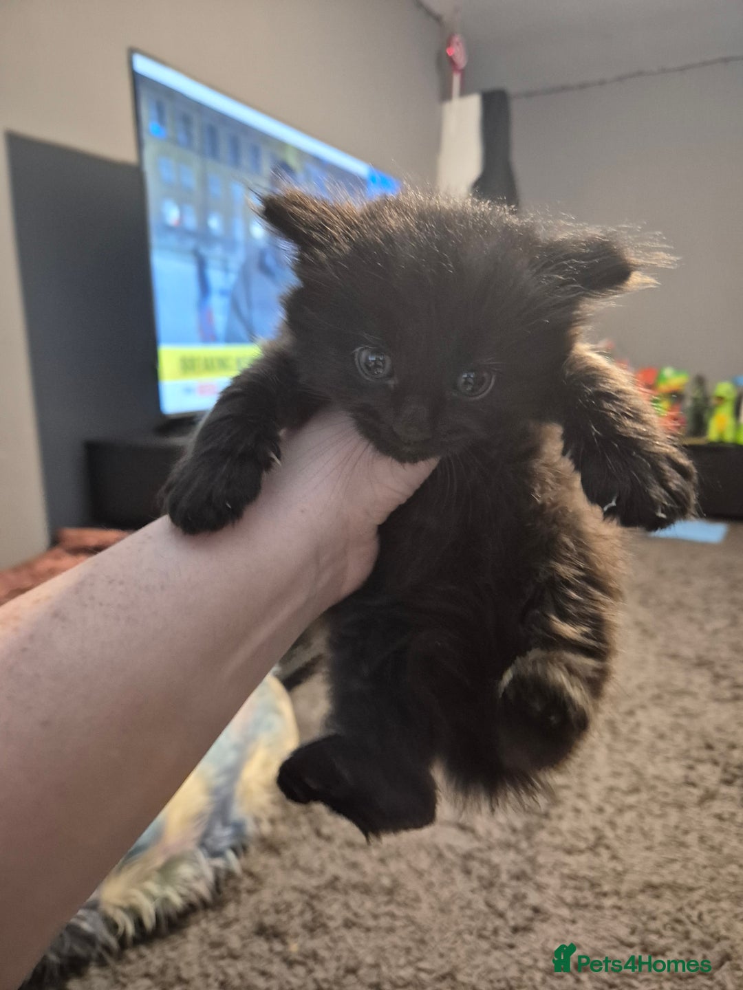 Maine Coon cats for sale: Maine Coon cross - Advert 6