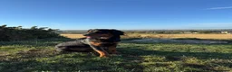 Mixed Breed dogs for sale: Rottweiler cross spaniel  - Advert 6