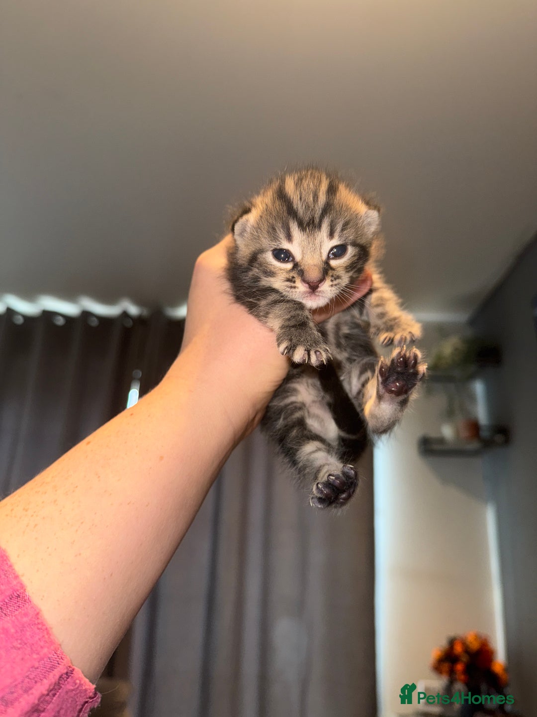 Mixed Breed cats for sale: Mixed kittens.  - Image 13