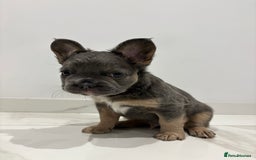 French Bulldog dogs for sale: 4 Fluffy French Bulldogs FOR SALE  - Image 5