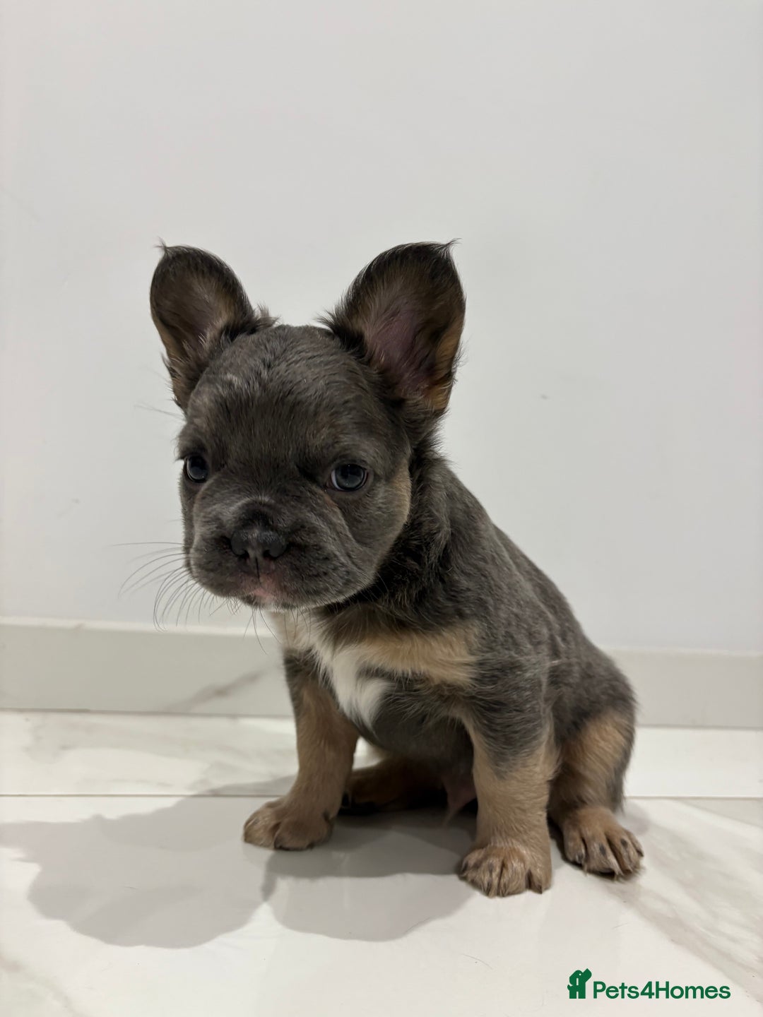 French Bulldog dogs for sale: 4 Fluffy French Bulldogs FOR SALE  - Image 5
