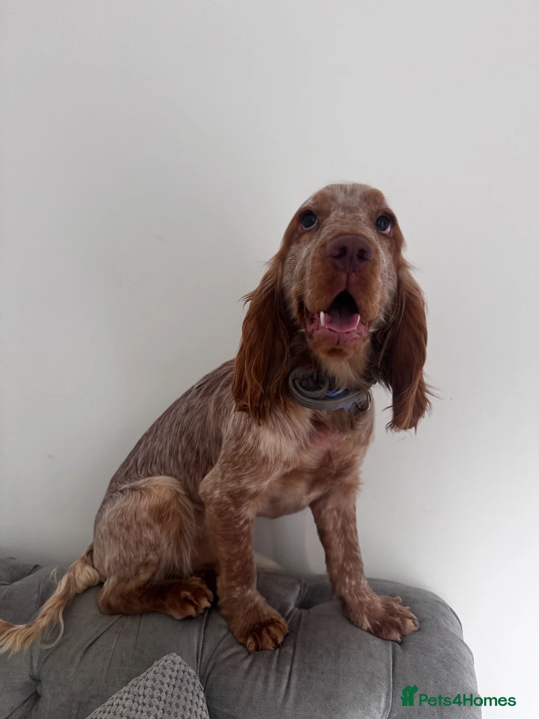 Cocker Spaniel dogs for sale: 9 month old cocker spaniel  in Wellington - Advert 2