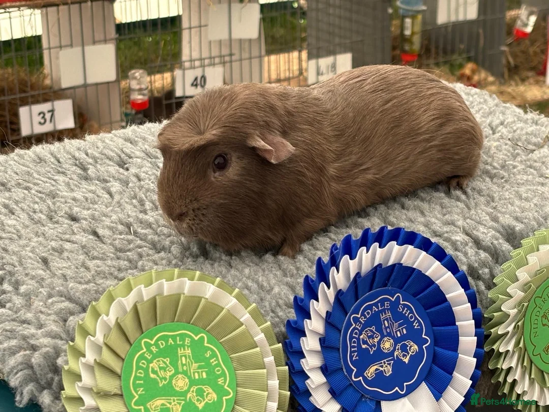 Guinea Pig rodents for sale: Beautiful guinea pigs - Advert 5