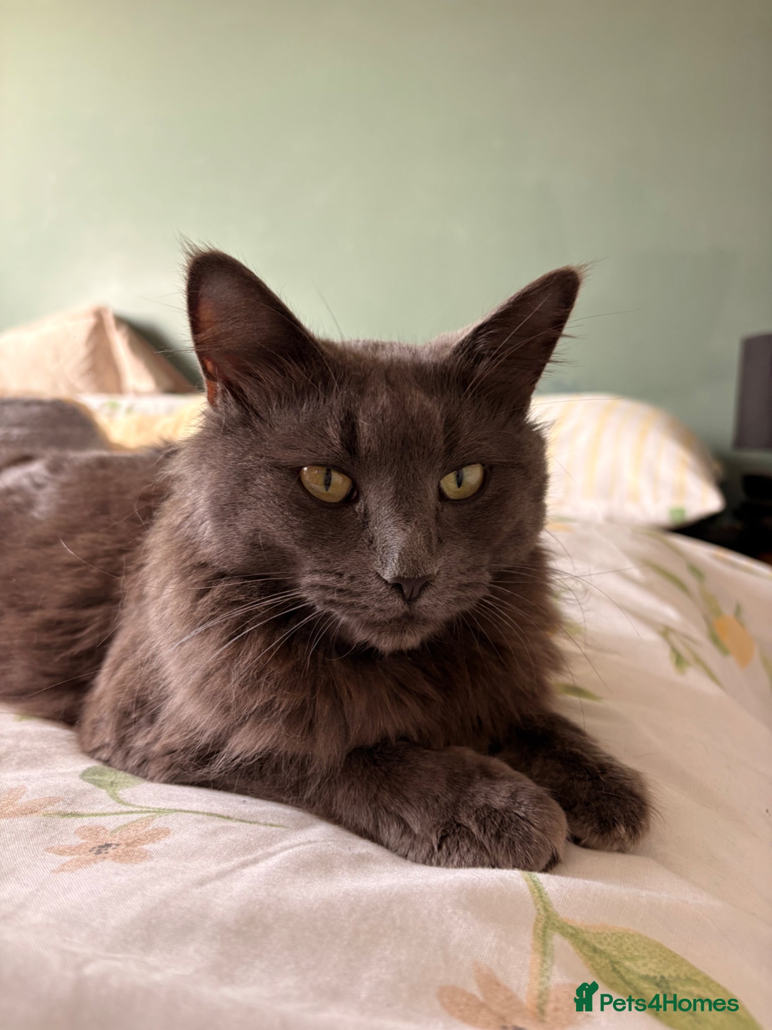 Mixed Breed cats 3 kittens available!! - Advert 3