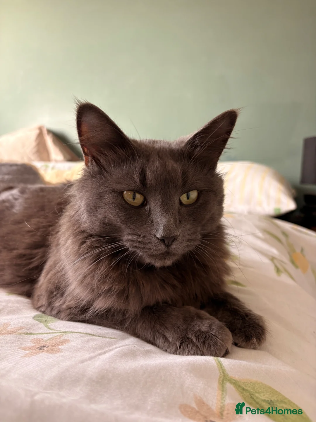 Mixed Breed cats for sale: 3 kittens available!! - Advert 1