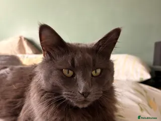 Mixed Breed cats 3 kittens available!! - Advert 6