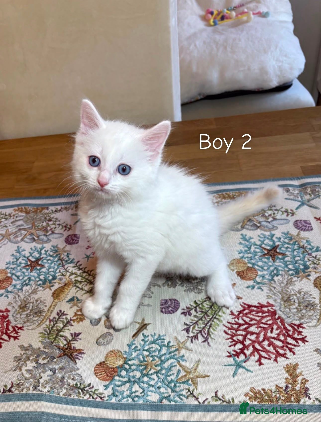 Turkish Angora cats Turkish Angora X Blue lynx bio Ragdoll kittens - Advert 1