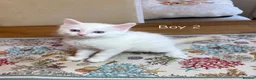 Turkish Angora cats for sale: Turkish Angora X Blue lynx bio Ragdoll kittens - Advert 5