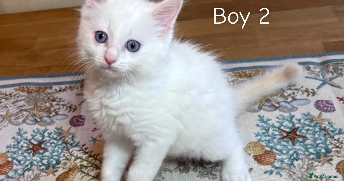 Kittens For Sale In Grantham Lincolnshire Pets4Homes kittens-for-sale-in-grantham-lincolnshire-pets4homes